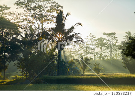 A palm grove with mountains in the background in the smoke at sunset on a tropical island. 120588237