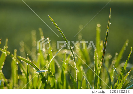 New juicy green rice terraces are covered with morning dew on the popular island of Bali. 120588238