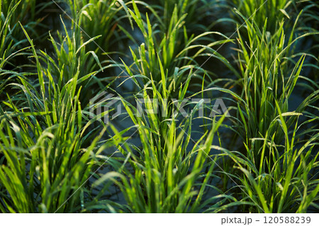 New juicy green rice terraces are covered with morning dew on the popular island of Bali. 120588239
