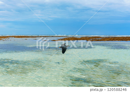 A black heron bird flies over the clear, clean water of the ocean on the popular tourist island of Bali. A black heron bird flies over the clear, clean water of the ocean on the popular tourist island of Bali. 120588246