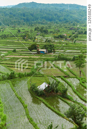 Picturesque rice terraces on the popular tourist island of Bali. 120588249