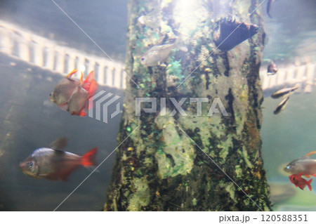 Hyphessobrycon columbianus tropical aquarium fish side view. Fish habitat 120588351