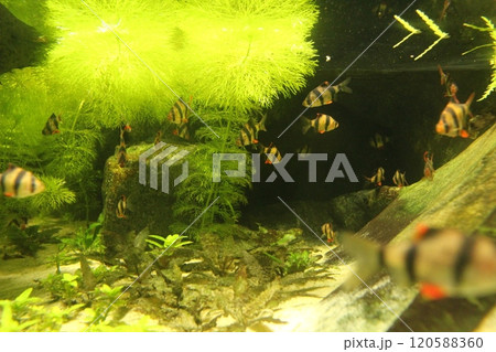 Puntigrus tetrazona small aquarium striped fish between algae in an aquarium Puntigrus tetrazona small aquarium striped fish between algae in an aquarium 120588360