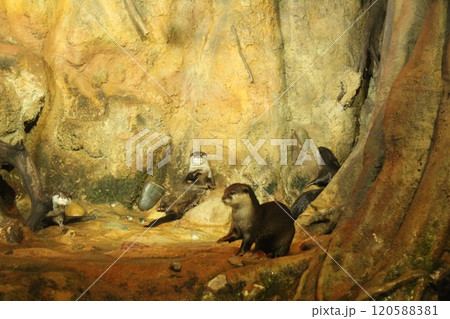 Lutra cinerea, Aonyx cinereus or Amblonyx cinereus washes and combs its hair. Posing Animals Lutra cinerea, Aonyx cinereus or Amblonyx cinereus washes and combs its hair. Posing Animals 120588381