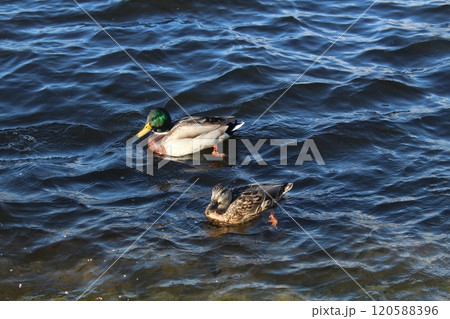 Duck and drake bathing in water large with space for copyspace text 120588396