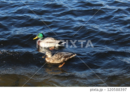 Two ducks on the water close-up. Feeding ducks, birds, animals near the water. Beautiful animals 120588397