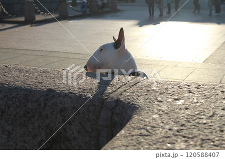 Bull Terrier dog on the street on a sunny day on the street of the city 120588407