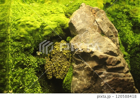 Theloderma corticale is a frog amphibious animal sitting on a rock near moss. Animals in the wild Theloderma corticale is a frog amphibious animal sitting on a rock near moss. Animals in the wild 120588418