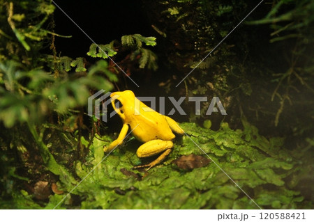 Phyllobates terribilis. Yellow frogsitting on the grass back view 120588421