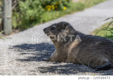 Cape hyrax resting on footpath in shade of tree. Procavia capensis, Afrotheria Cape hyrax resting on footpath in shade of tree. Procavia capensis, Afrotheria 120588473