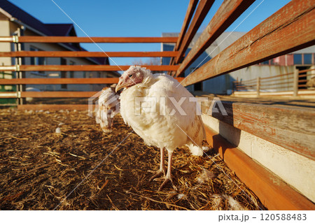 Turkey is on the ground of a turkey farm, basking in the warmth of the afternoon sun Turkey is on the ground of a turkey farm, basking in the warmth of the afternoon sun 120588483