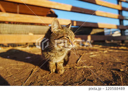 Autumn sun, a curious tabby cat approaches with bright, inquisitive eyes, surrounded by rustic wooden fences 120588489