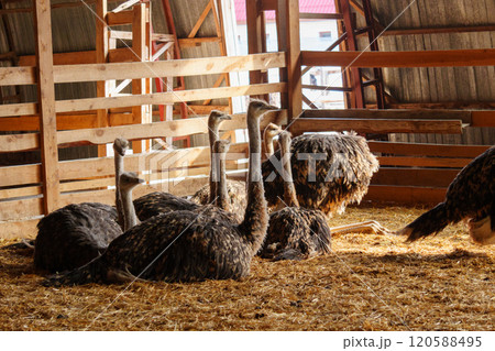 Ostrich confidently struts around the interior of a born on farm. Animal husbandry Ostrich confidently struts around the interior of a born on farm. Animal husbandry 120588495