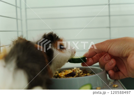 In a cozy corner, a curious guinea pig peeks out of its shelter, excitedly reaching for a refreshing cucumber In a cozy corner, a curious guinea pig peeks out of its shelter, excitedly reaching for a refreshing cucumber 120588497