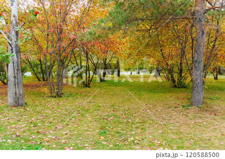 Autumn leaves carpet the ground beneath vibrant trees in a tranquil park during a crisp afternoon Autumn leaves carpet the ground beneath vibrant trees in a tranquil park during a crisp afternoon 120588500