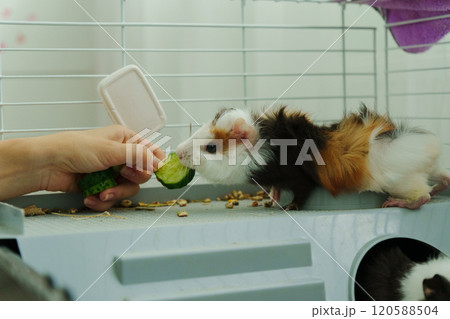 Gentle hand offers a crisp slice of cucumber, the inquisitive guinea pig emerges, savoring the refreshing treat with delight 120588504