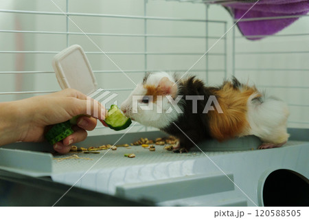 Guinea pig peeks out of its cozy habitat while enjoying a refreshing slice of cucumber in the early Guinea pig peeks out of its cozy habitat while enjoying a refreshing slice of cucumber in the early 120588505