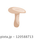 Milk mushroom on a white background. Vector illustration. 120588713