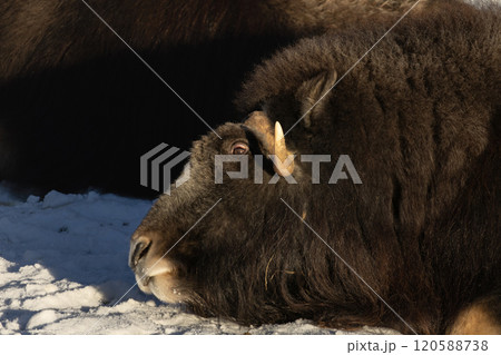 angry musk ox with big horns 120588738