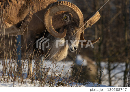 Transcaspian urial (Ovis orientalis arkal). Wild life animal. 120588747