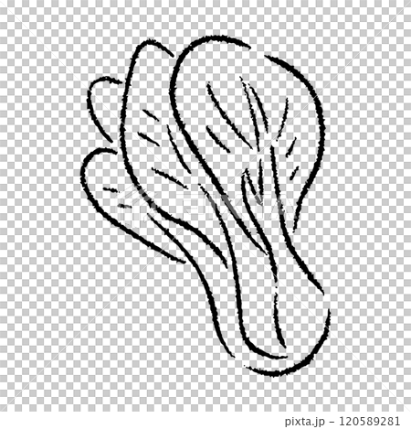 手描きのチンゲン菜のイラスト2_白黒 手描きのチンゲン菜のイラスト2_白黒 120589281