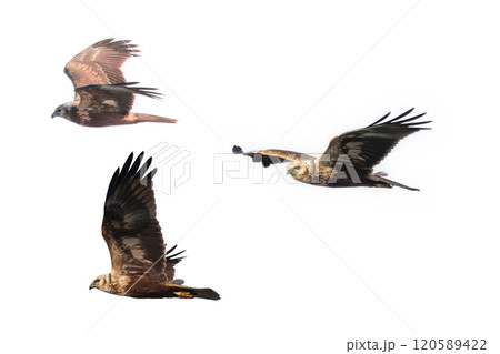 飛翔するチュウヒの切り抜き画像 120589422