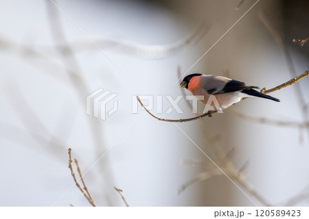枝にとまり木の芽を食べる鷽 120589423