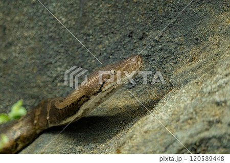 Reticulated python (Malayopython reticulatus) 120589448