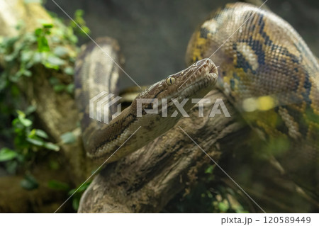 Reticulated python (Malayopython reticulatus) 120589449