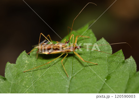 ヒゲナガサシガメ ヒゲナガサシガメ 120590003