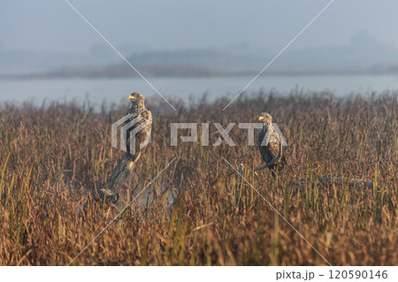 white tailed eagle 120590146