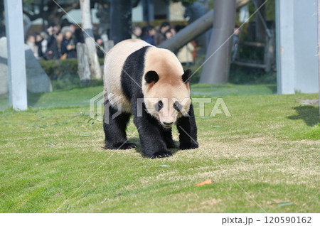 お散歩中の明浜 お散歩中の明浜 120590162