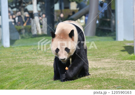 おやつをゲットした明浜 120590163
