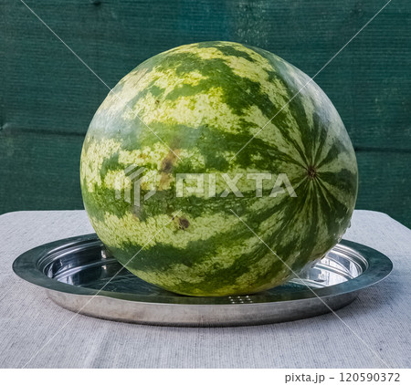 Green striped whole watermelon on a tray on a table covered with burlap. Green striped whole watermelon on a tray on a table covered with burlap. 120590372