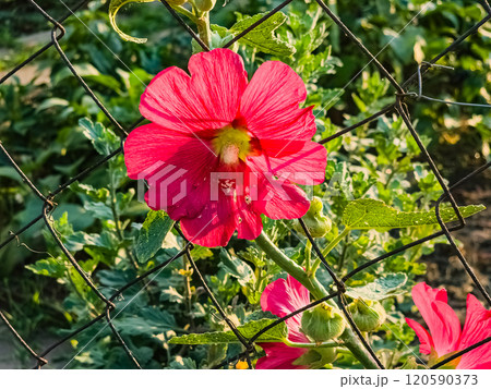 Red common mallow. Latin name Malva L. Flowers shine under the rays of the sun. Red common mallow. Latin name Malva L. Flowers shine under the rays of the sun. 120590373