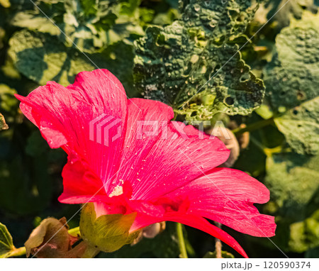 Red common mallow. Latin name Malva L. Flowers shine under the rays of the sun. Red common mallow. Latin name Malva L. Flowers shine under the rays of the sun. 120590374