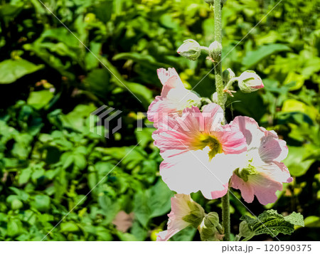 Pink common mallow. Latin name Malva L. Flowers shine under the rays of the sun. 120590375