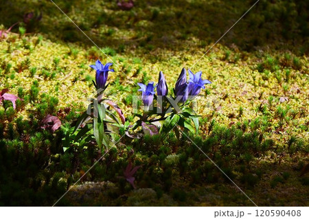 リンドウの花・秋の山野草 120590408