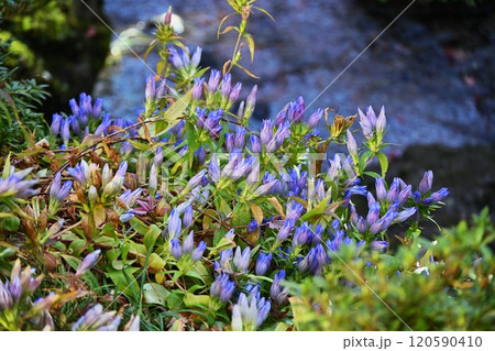 リンドウの花・秋の山野草 リンドウの花・秋の山野草 120590410