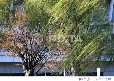 柳の木　 120590636