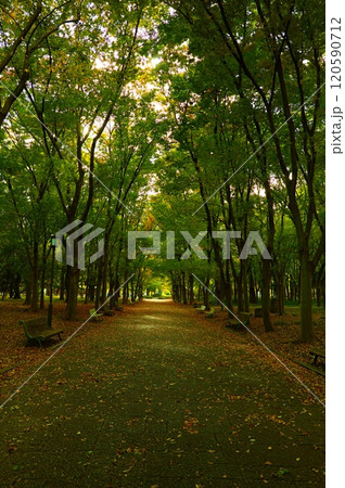 大阪城公園の深い森 120590712