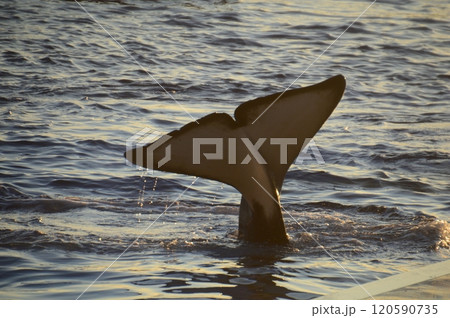 神戸須磨シーワールド 120590735