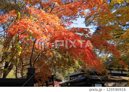 鮮やかな紅葉 120590916