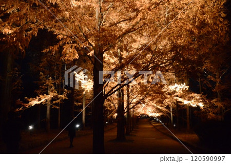 神戸市立森林植物園 神戸市立森林植物園 120590997
