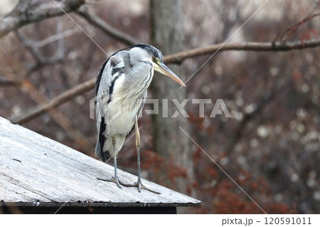 旅の疲れをいやしているのか寛ぐアオサギ 旅の疲れをいやしているのか寛ぐアオサギ 120591011