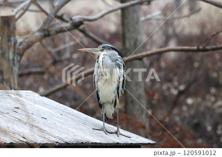 旅の疲れをいやしているのか寛ぐアオサギー壱 旅の疲れをいやしているのか寛ぐアオサギー壱 120591012