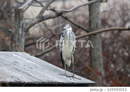 旅の疲れを癒しているのか寛ぐアオサギ-弐 旅の疲れを癒しているのか寛ぐアオサギ-弐 120591013