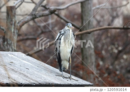 旅の疲れを癒しているのか寛ぐアオサギー参 旅の疲れを癒しているのか寛ぐアオサギー参 120591014