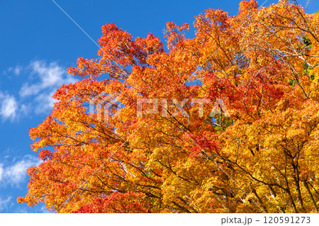 鮮やかな青空と真っ赤な紅葉とのコントラスト 鮮やかな青空と真っ赤な紅葉とのコントラスト 120591273