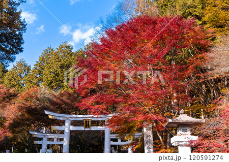 鳥居と鮮やかな紅葉 120591274